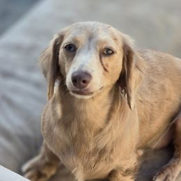 Cleo - Dachshund