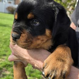 Mr. Orange Collar - Black and mahogany male Rottweiler puppy in Clarksburg, West Virginia from Vom Peiffley Rottweilers, LLC