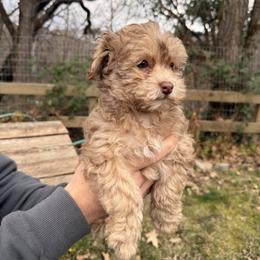 Female 2 - Gold sable female Havapoo puppy in Grants Pass, Oregon from Oregon Valley Pups