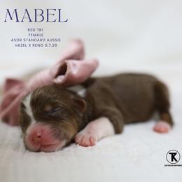 Mabel - Red Tri Female - Red tri-color female Australian Shepherd puppy in Nacogdoches, Texas from TK Standard, Mini, & Toy Aussies
