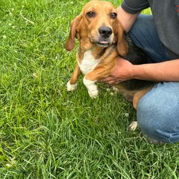 Lou - Beagle