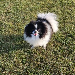 Nico - Pomeranian