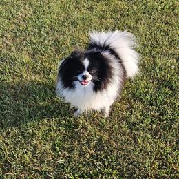 Nico - Pomeranian