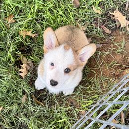 Bronco(blue) - Red male Pembroke Welsh Corgi puppy in Millsap, Texas from Punchy Pembroke Ranch
