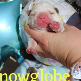 Snowglobe - Cream French Bulldog puppy in Winston Salem, North Carolina from Elegant East Coast French Bulldogs