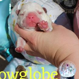 Snowglobe - Cream French Bulldog puppy in Winston Salem, North Carolina from Elegant East Coast French Bulldogs