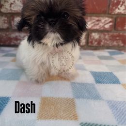 Dash - Tricolor male Shih Tzu puppy in Tehachapi, California from Shih Tzu Crue