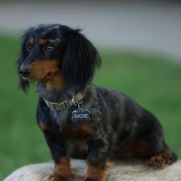 Sadie - Dachshund