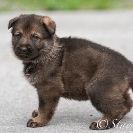 P'Purple Female 2 - Sable female German Shepherd puppy in Alum Creek, West Virginia from Stay Wild K9