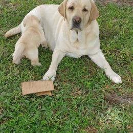 Tabby - Labrador Retriever