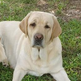 Tabby - Labrador Retriever