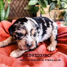 Indigo - Blue merle female Miniature Australian Shepherd puppy in Apache Junction, Arizona from Circle T Mini Aussies
