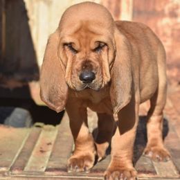 American Bully and Bloodhound Puppies from Blue Collar Kennelz Bloodhounds and American Bullies