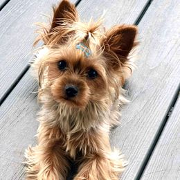 Blossom - Yorkshire Terrier