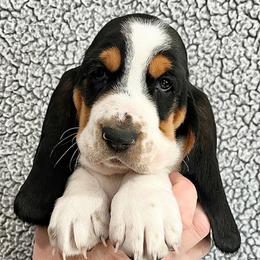 KitKat (Orange) - Brown black and white female Basset Hound puppy in Kingsport, Tennessee from Bear’s Bassets