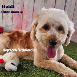 Heidi - Goldendoodle