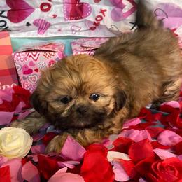 Kenzie - Gold female Shih Tzu puppy in Pleasant Shade, Tennessee from Kuntry Tyme Shih Tzus