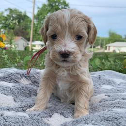 Poppy - Buff and white female Cockapoo puppy in Bedford, Iowa from Our Father’s Doodles