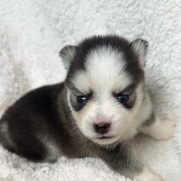 Cooper - Lavender male Pomsky puppy in Mc Minnville, Oregon from West Coast Pomskies