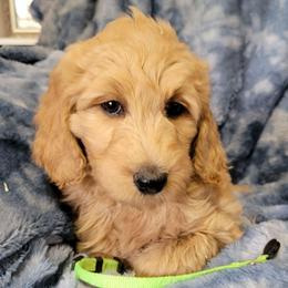 Girl 3 teal - Apricot female Goldendoodle puppy in Blountsville, Alabama from Southern Charm Goldendoodles