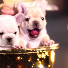 French Bulldogs from Tra La French Bulldogs