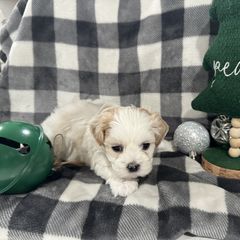 Dachshund and Shichon Puppies from J & C Puppies