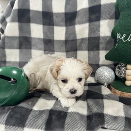 Dachshund and Shichon Puppies from J & C Puppies