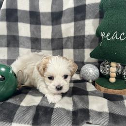 Dachshund and Shichon Puppies from J & C Puppies