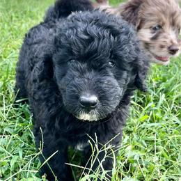Mr Hamley - Black male Assorted Doodle Crosses puppy in Kansas City, Missouri from Beary GoldenDoodles