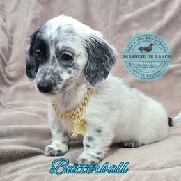 Butterball - Piebald male Dachshund puppy in Columbia, Louisiana from Diamond 5R Ranch AKC & CKC Miniature Dachshunds