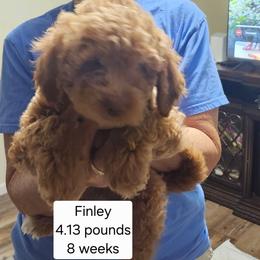 Brown collar Maizy - Apricot female Goldendoodle puppy in Fairmount, Indiana from Capens' Doodles,Poodles and Poo's