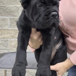 DARK GREEN COLLAR Boy 3 - Cane Corso puppy from Midnight Cane Corso USA