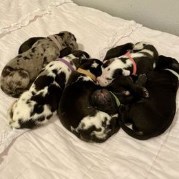 Great Dane Puppies from Bright Danes of Texas