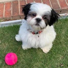 Shih Tzus from Sweet Peach Georgia Shih Tzu