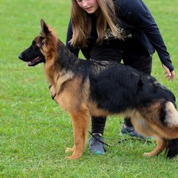 Briya (Zara) - Black and red German Shepherd puppy in Plumas Lake, California from Zwinger Vom Greifjäger