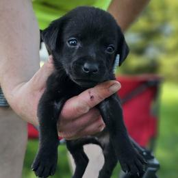 Bronze Collar - Female - Black female Labrador Retriever puppy in Boyd, Minnesota from Lindley Labradors