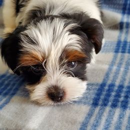 Yorkshire Terrier Puppies from Precious Paws LLC