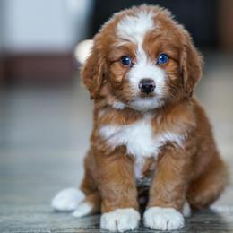 Harris - Red male Bernedoodle puppy in Dundee, Ohio from Down Home Doodle