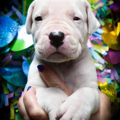 Ares- Boy 3 - White Dogo Argentino puppy in San Diego, California from Debonair Dogos