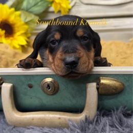 Frankie (Yellow - Black and tan female Dachshund puppy in Leoma, Tennessee from Southbound Kennel