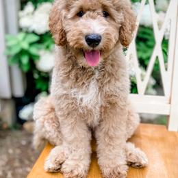 Goldendoodle Puppies from Cane Creek Goldendoodles