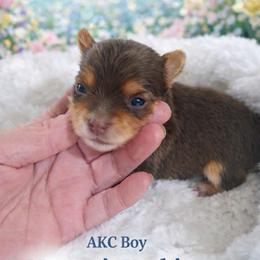 Yorkshire Terrier puppies from Nemec's Yorkies