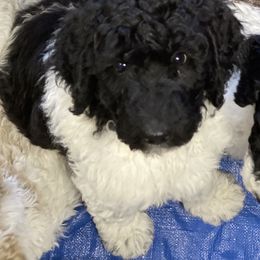 Poodle Puppies from Cindy L Bugg