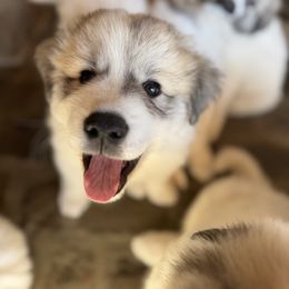 Great Pyrenees Puppies from Sapphire Valley Great Pyrenees