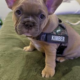 Kimber - Blue fawn male French Bulldog puppy in Pine Township, Pennsylvania from BlueCairo Frenchies