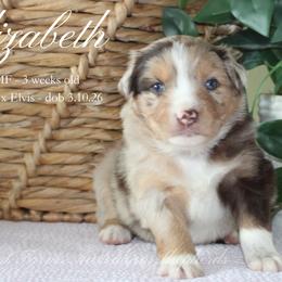 Elizabeth (RMF 1) - Red merle female Miniature Australian Shepherd puppy in Grandfield, Oklahoma from Hunt Farms Australian Shepherds
