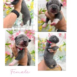 Grilled - Mantle female Great Dane puppy in Sac City, Iowa from Northern Great Danes of Colorado & Iowa