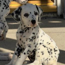 Female 1 - White and black female Dalmatian puppy in Lake Mathews, California from Bully Market