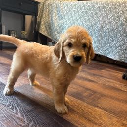 Reef - Cream male Goldendoodle puppy in Rochester, Massachusetts from Petal Perfect Puppies