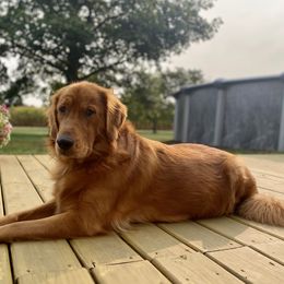 Bailey - Golden Retriever